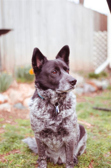 Blue Heeler Size Guide: How Big Do Australian Cattle Dogs Get? - Puppy ...