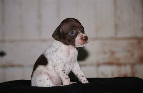 Braque Francais Puppies – Boykin Spaniels and other Gun Dogs Available ...