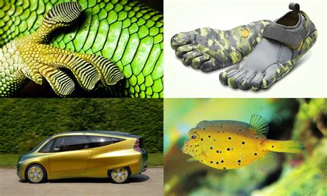 What Would Nature Do? - Biomimetic Product Design | Accelerator ...