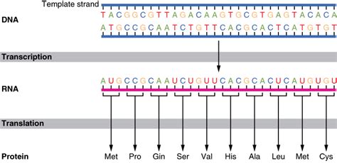 Protein Synthesis | Anatomy and Physiology I | | Course Hero