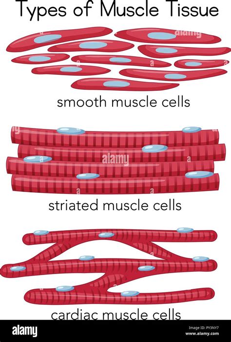 Striated muscle hi-res stock photography and images - Alamy