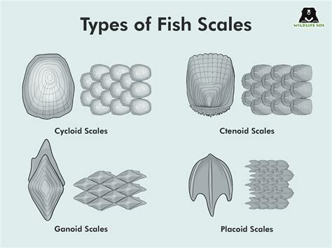 Sturdy Scales Withstand It All - Wildlife SOS