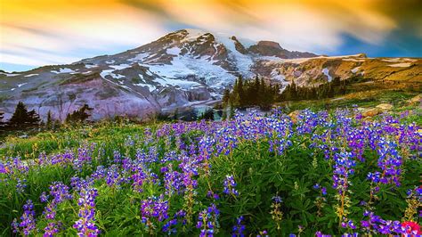 Paradise on Earth, mount, rainier, spring, park, mountain, snow ...