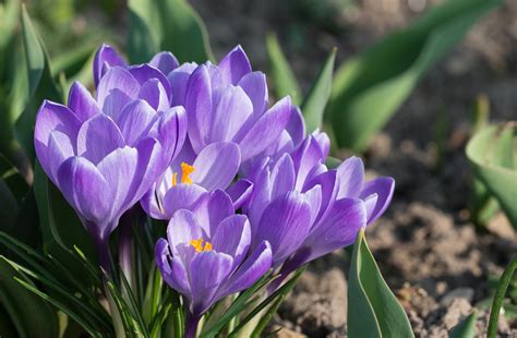 Crocuses: How to Plant, Grow, and Care for Crocus Flowers | The Old ...