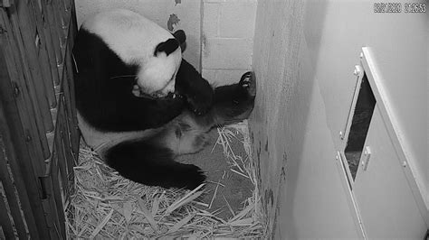 Giant Panda Cub Born at Smithsonian’s National Zoo | Smithsonian's ...