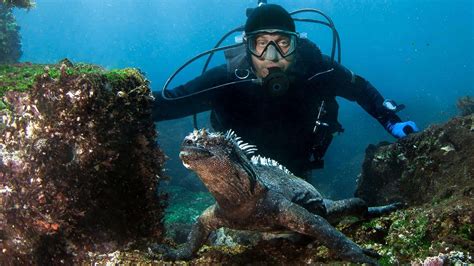 Galapagos Diving : Galapagos Islands Wildlife Tour & Scuba Diving ...