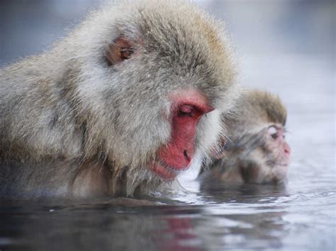 Winter Zen: Taking A Cue From Snow Monkeys : 13.7: Cosmos And Culture : NPR