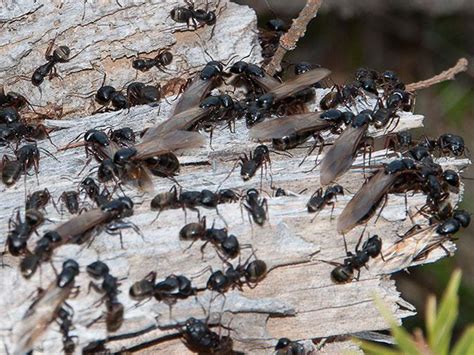 Flying Ant Activity In New Jersey | Why You May Be Seeing Flying Ants