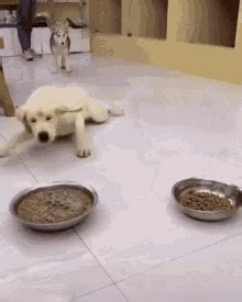 Doggo Hungry GIF - DoggoHungry - Discover & Share GIFs