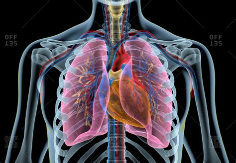 Human heart with vessels, lungs, bronchial tree and cut rib cage. X-ray ...