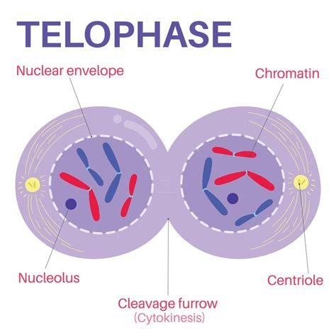 Telophase is the final phase of mitosis. 15274240 Vector Art at Vecteezy