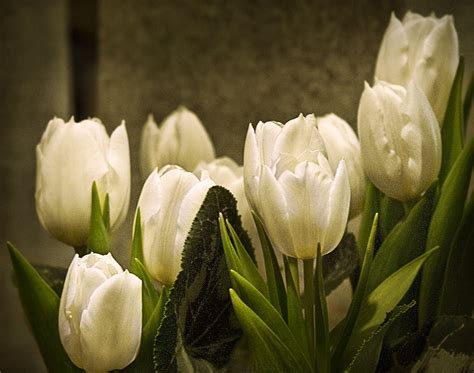 Five white Tulips HD wallpaper | Wallpaper Flare