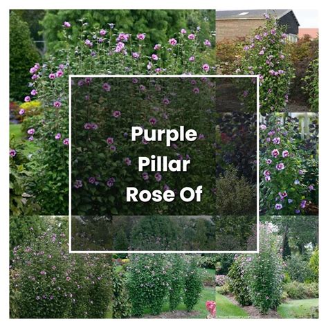 How to Grow Purple Pillar Rose Of Sharon - Plant Care & Tips ...