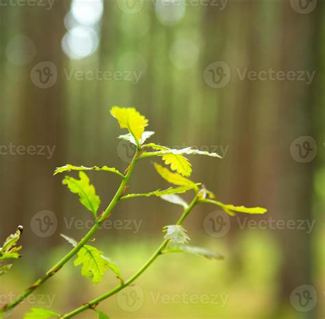 Green tree leaves isolated. 1324036 Stock Photo at Vecteezy