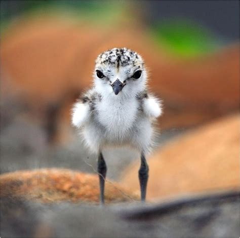 The Adorable baby Kentish Plover or Snowy Plover (Charadrius ...