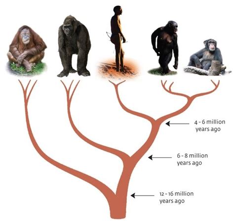 Jeff's Lunchbreak: Understanding Evolution - How Humans and Apes Fit ...