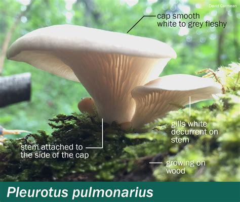 Pleurotus pulmonarius – Mushrooms Up! Edible and Poisonous Species of ...