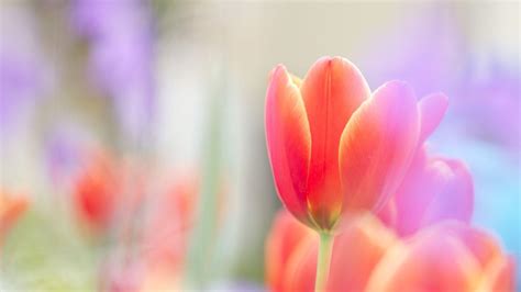 Rainbow Tulips Wallpapers - Wallpaper Cave