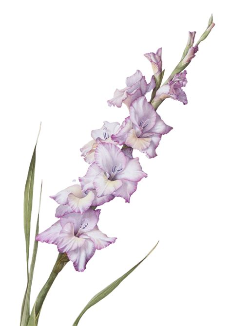 gladiolus png transparent background 29711803 PNG