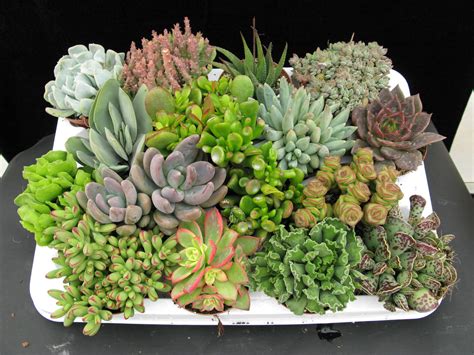 Cómo cuidar las plantas suculentas. Plantas Ornamentales, Jardinería ...