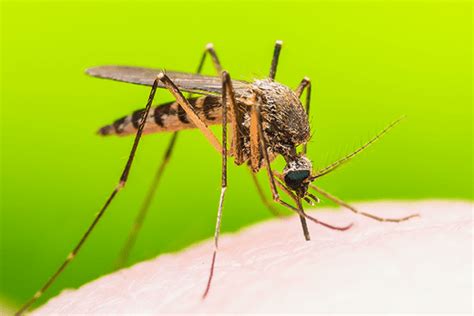 Mosquitoes In Florida & The Diseases They Spread | Keller's Pest Control