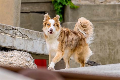 Red Merle Border Collie: Facts, Genetics & More (With Pictures)