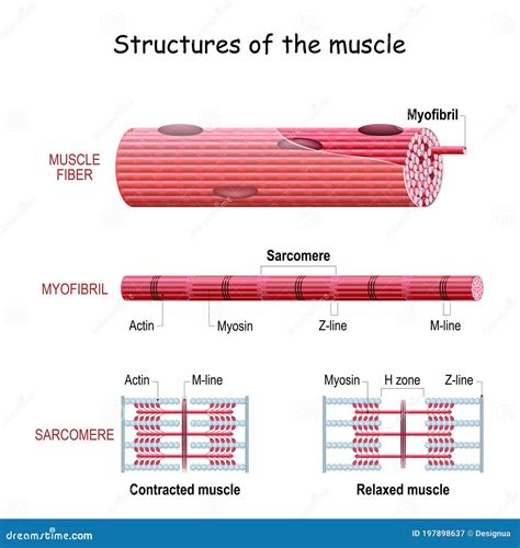 GitHub - JulienRaynal/glorious-muscle: A guide file for beginner in ...