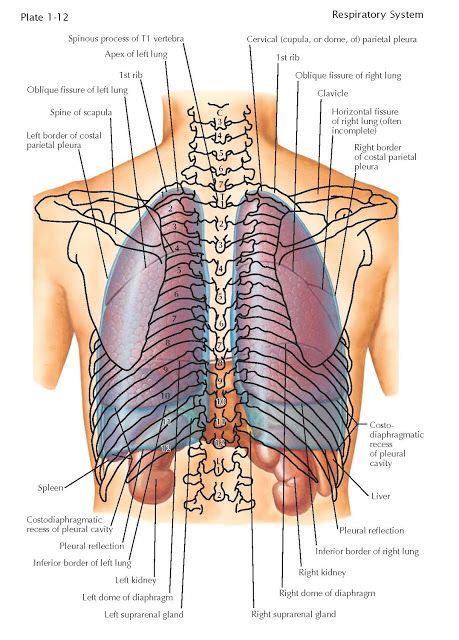 Topography Of The Lungs (Posterior View) The apex of the lung extends ...