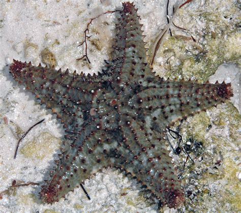 Red Cushion Sea Star (Oreaster reticulatus) - ANGARI Foundation