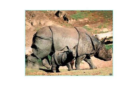 Rhino - 101qs