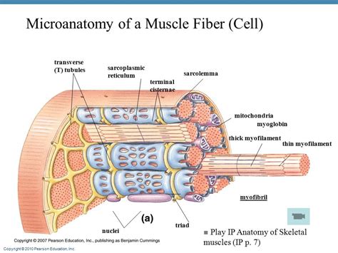 Labeled Skeletal Muscle Contraction Diagram