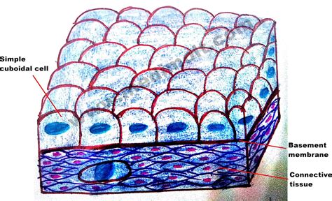 Cuboidal Epithelial Tissue