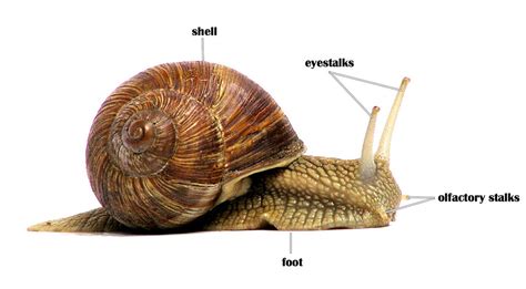 Phylum Mollusca Diagram