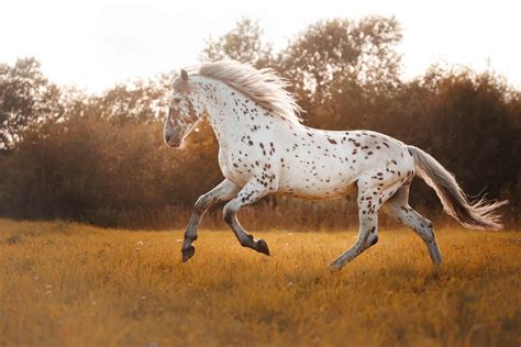 20 Gorgeous Images Of Appaloosa Horses To Make Your Day