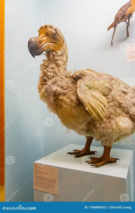 Dodo Bird Model Display in the Natural History Museum Editorial Stock ...