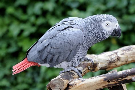 African Grey Parrot The Maryland Zoo - technology-wallpaper-4u