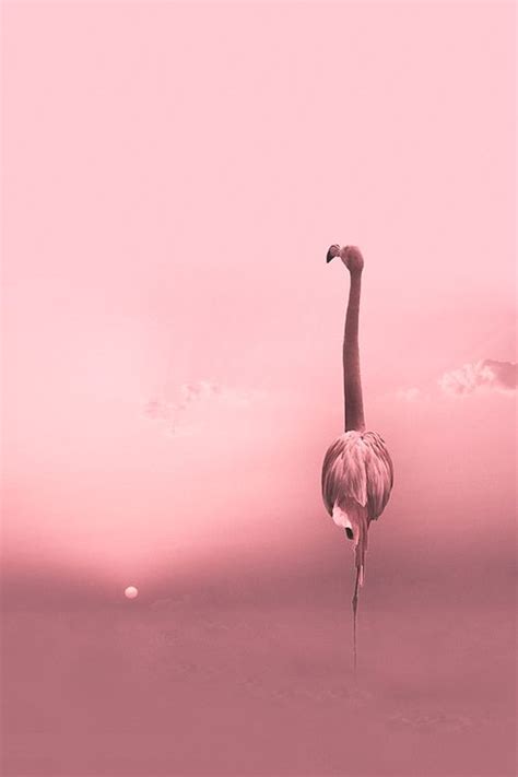 flamingo at sunset | Flamingo, Flamingo pictures, Raindrops and roses