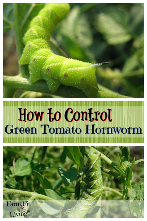 Control Green Tomato Hornworms | Farm Fit Living