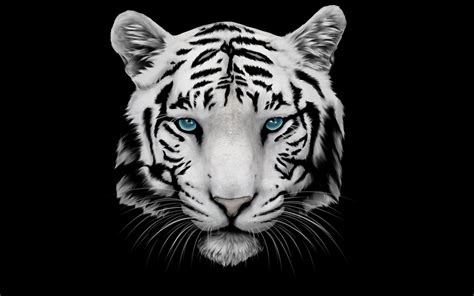 White Tiger With Blue Eyes Wallpapers 3d - Wallpaper Cave