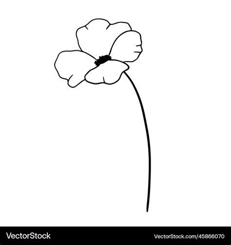 Hand drawn flower poppy outline wildflower Vector Image