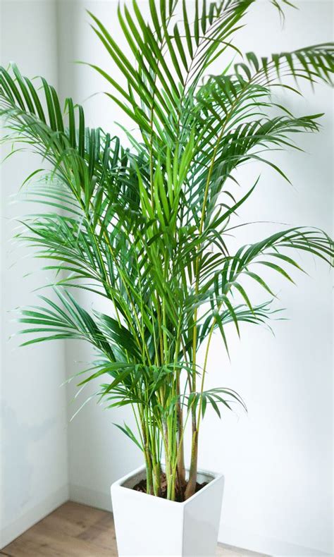 How to care for an Areca Palm | indoor care tips - Piantica in 2023 ...