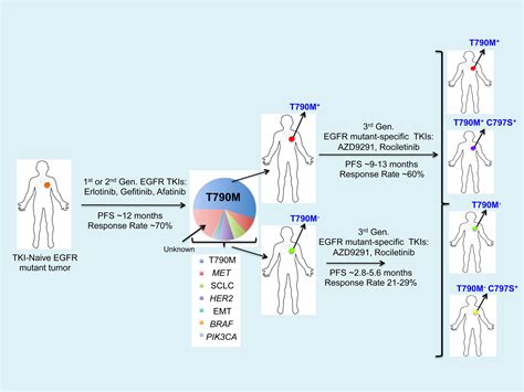 The Next Wave of EGFR Tyrosine Kinase Inhibitors Enter the Clinic ...