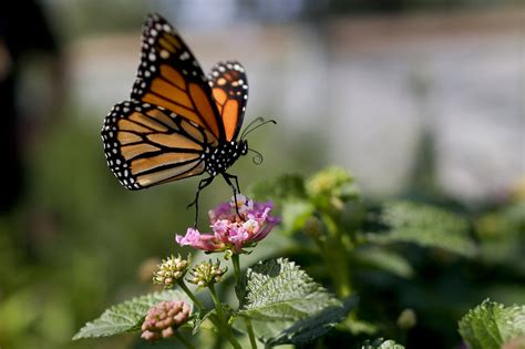 Monarch butterfly population moves closer to extinction