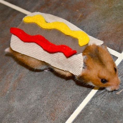 Hamster hotdog. Pet Halloween costumes by la Marmota Café.