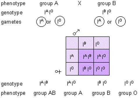 #132 Genetic diagrams | Biology Notes for A level