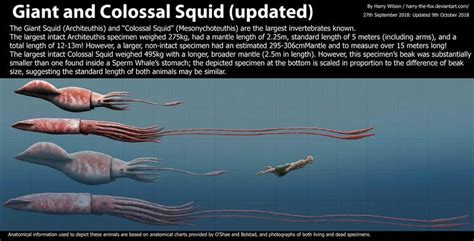 Giant Squid and Colossal Squid Size by Harry-the-Fox ...