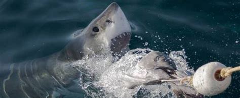 Mossel Bay - sharkdiving.co