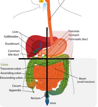 Lower Left and Right Abdominal Pain – Causes and Treatment