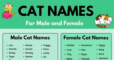 Cat Names: 70+ Most Popular Male and Female Cat Names • 7ESL