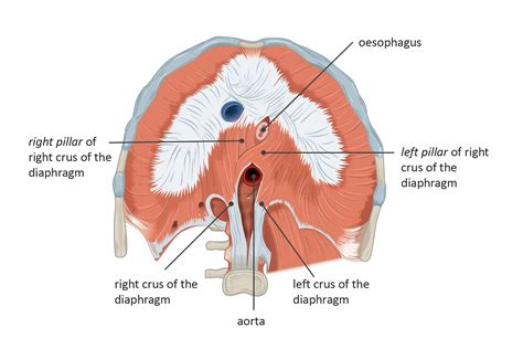 OpenStax AnatPhys fig.11.17 - The Diaphragm and crura - English labels ...